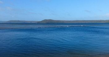 Settanta balene spiaggiate. In Tasmania soccorsi in atto