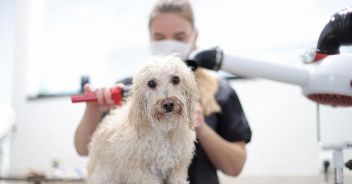 Covid, cani e gatti possono infettarsi? Il nuovo studio