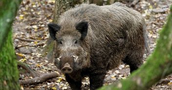 cinghiale