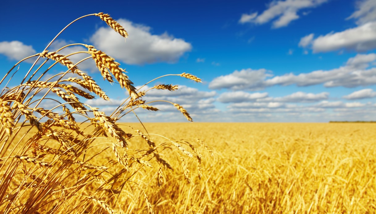 La nuova minaccia di Putin all'Occidente: il blocco dell'export di grano. Quali conseguenze per l'Italia