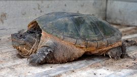 Tartaruga azzannatrice catturata nella fontana di un condominio a Roma: stava per mordere una bimba