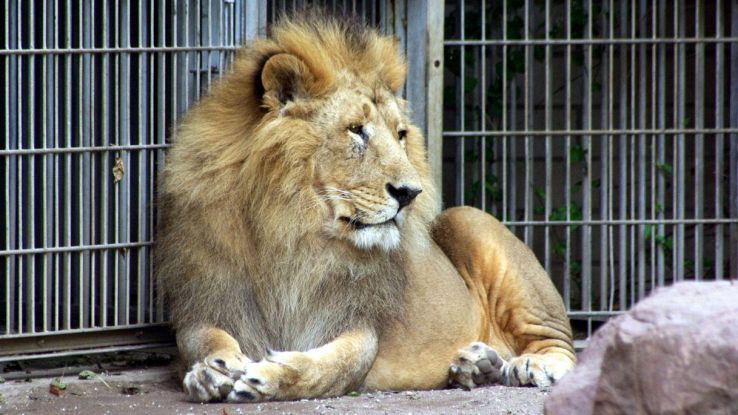Infila il dito nella gabbia del leone, l'animale glielo stacca: panico al  Jamaica Zoo, turisti sotto choc