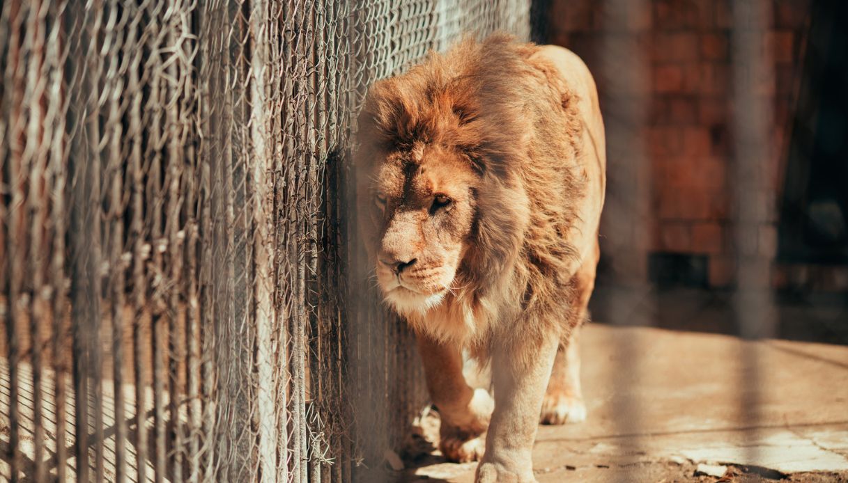 leone in gabbia