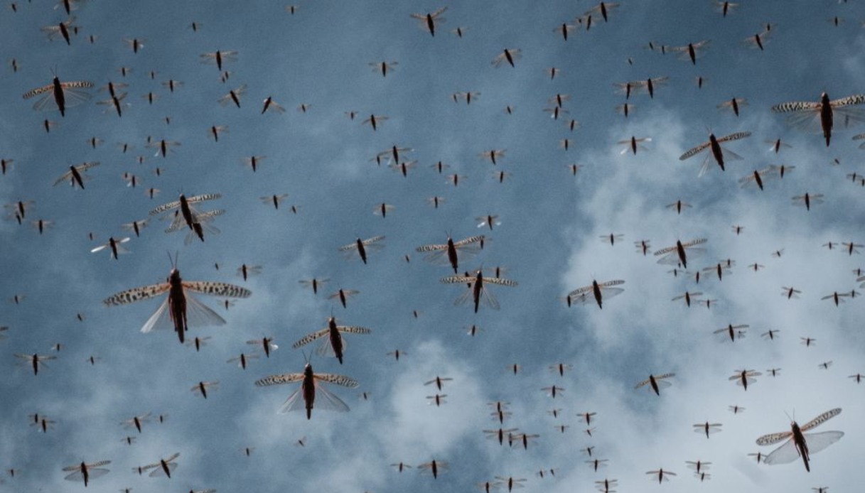 caldo record invasione insetti cavallette zanzare zecche