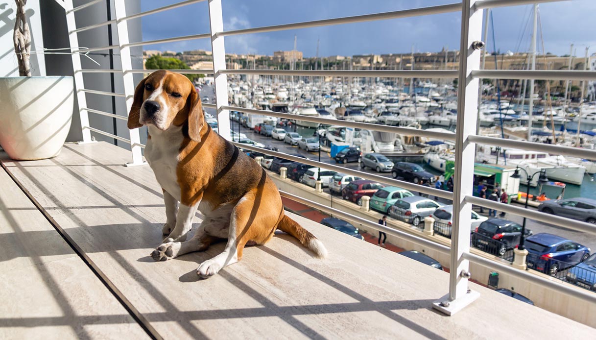 Cani tenuti su un balcone sotto il sole per giorni, denunciata la padrona: cosa rischia adesso