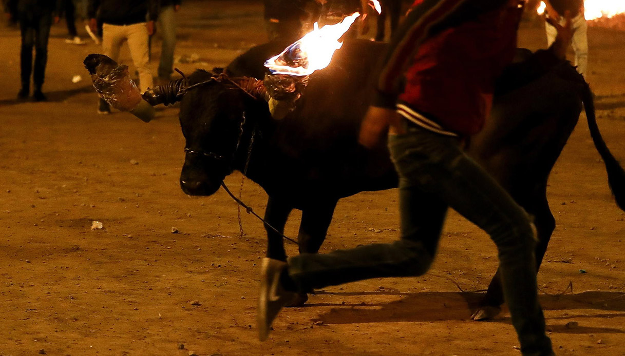 Travolto da un toro con le corna in fiamme a Vallada (Valencia): il 24enne è morto in ospedale