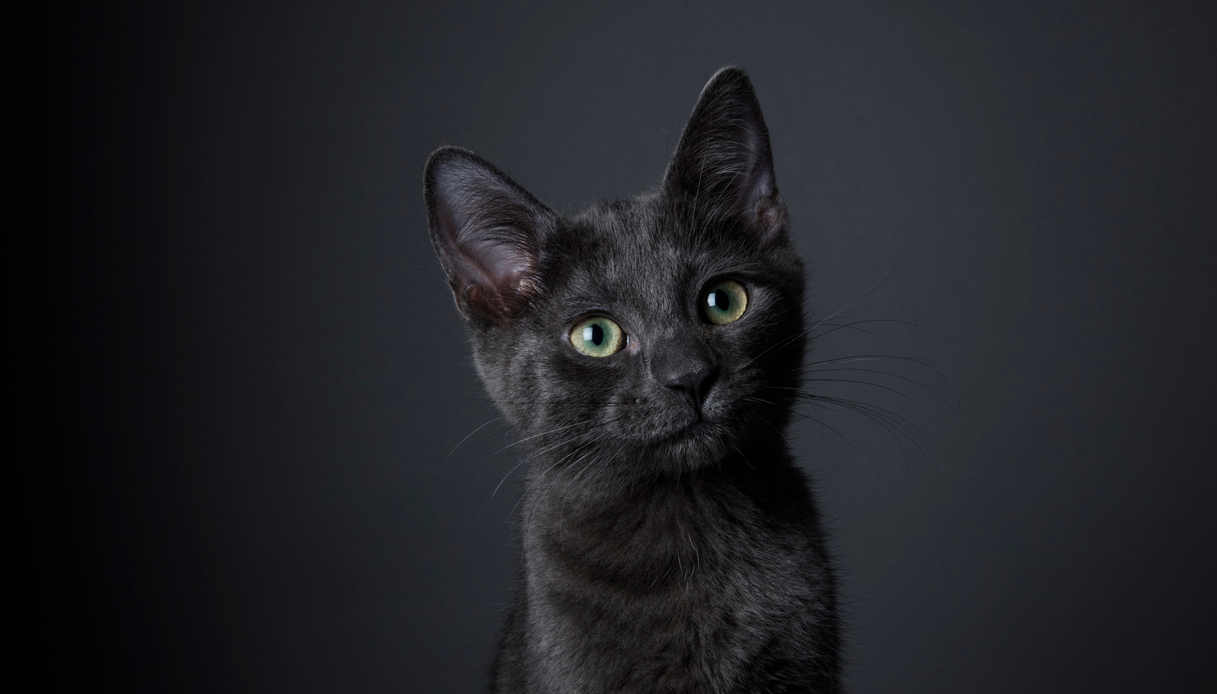 Gattino nero