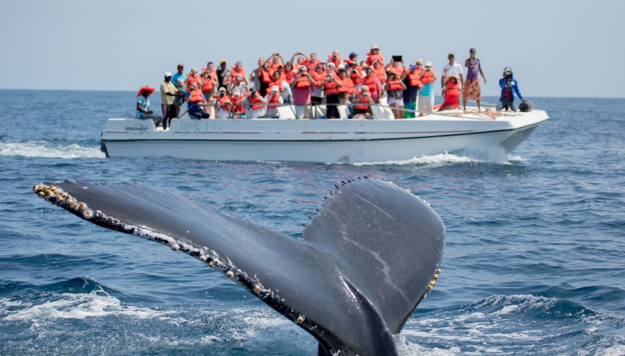 Barca turistica colpisce una balena e si ribalta: ci sono vittime