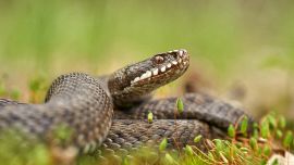 Snake bite, two cases in Emilia-Romagna: one man is dangerous, another dies of complications