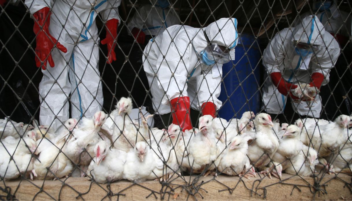Influenza aviaria, è allarme: "La più grande epidemia mai vista in Europa". Italia secondo Paese per focolai