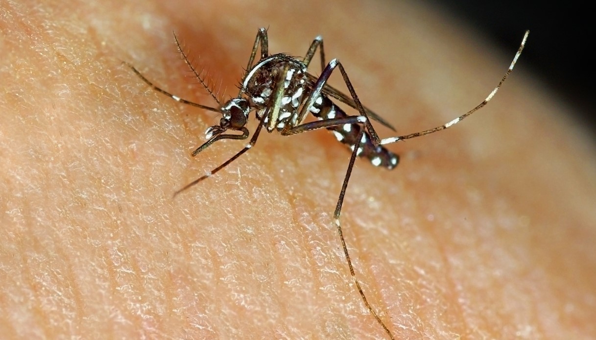 Cases of dengue fever in Italy: off to pest control, stop consuming fruit and vegetables for 14 days
