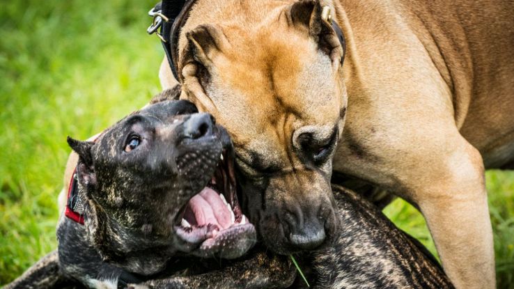 Siblings of 5 months and 2 years old killed by pit bulls at home, their mother is serious: what happened 4 Pit bull