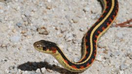 Snake on a plane: panic among the passengers.  What happened and precedents