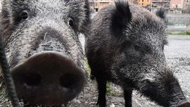 Mantua, riven av galten under sin sons ögon: "Rapporter har kommit in och ingen rör sig"