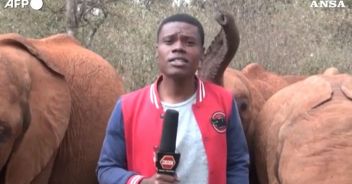 elefantino-giornalista