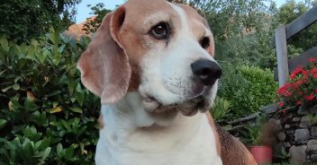 snoopy