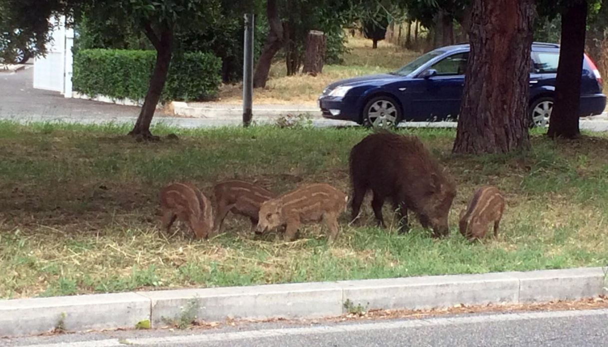 Roma, si scontra con un cinghiale sulla Cassia: animale morte sul colpo, gravissimo motociclista 58enne