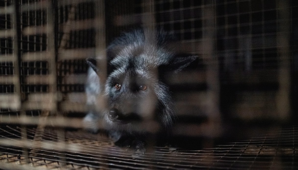 Allevamento di animali da pelliccia, volpi maltrattate e in gabbia: le immagini choc dell'inchiesta in Polonia