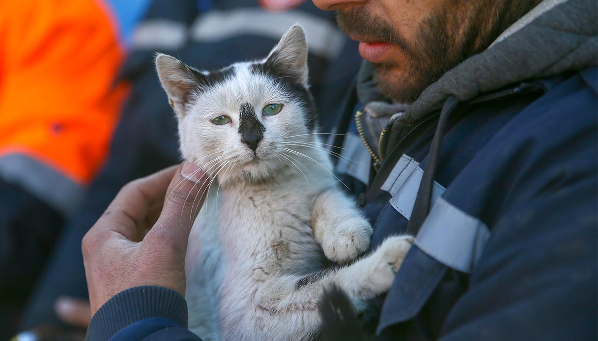 Enkaz gatto terremoto Turchia