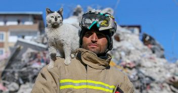 gatto terremoto Turchia