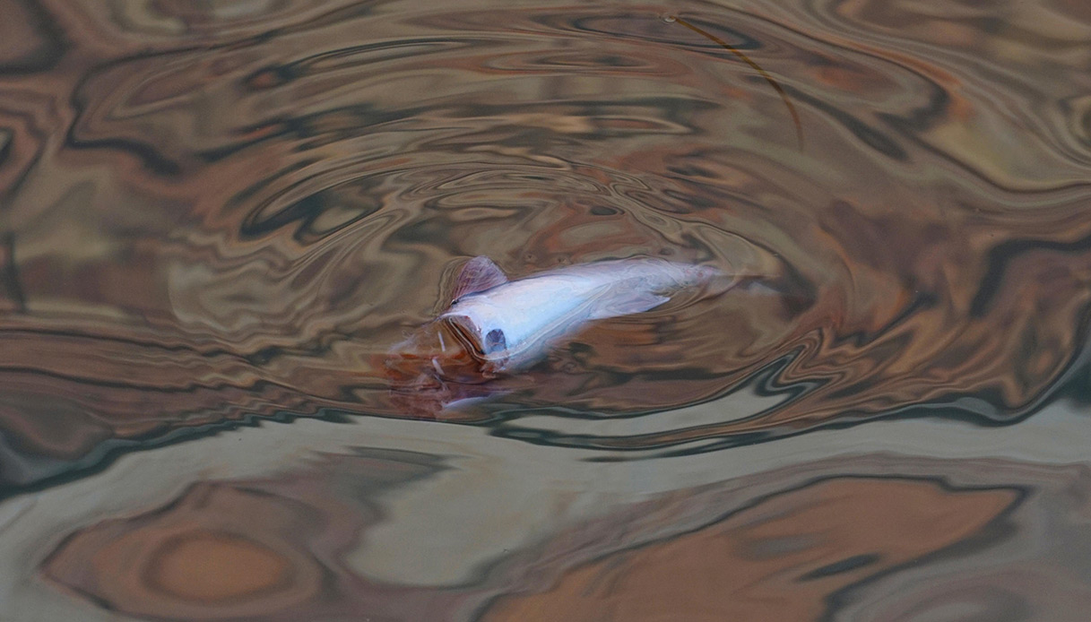 Moria di pesci a Venezia nei giorni di acqua bassa: cefali morti tra i canali, esperti divisi sulle cause