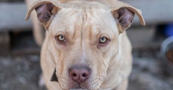 Pitbull