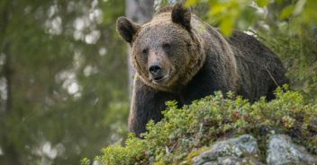 Il presidente del Trentino ordina l’abbattimento dell’orso Mj5: a marzo aveva aggredito un uomo