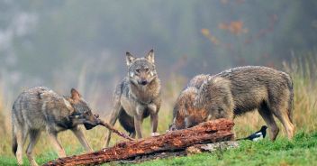 Lupo sbrana un cervo nel giardino di un hotel ad Auronzo