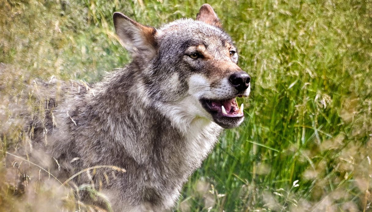 Donna morsa da un lupo a Porcari vicino Lucca il post su