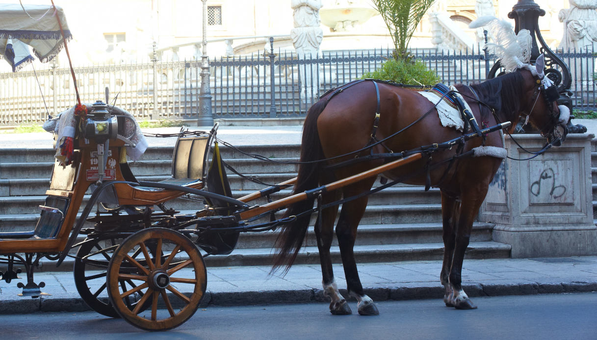 A Palermo un cavallo è sfuggito al controllo del cocchiere e ha scatenato il caos