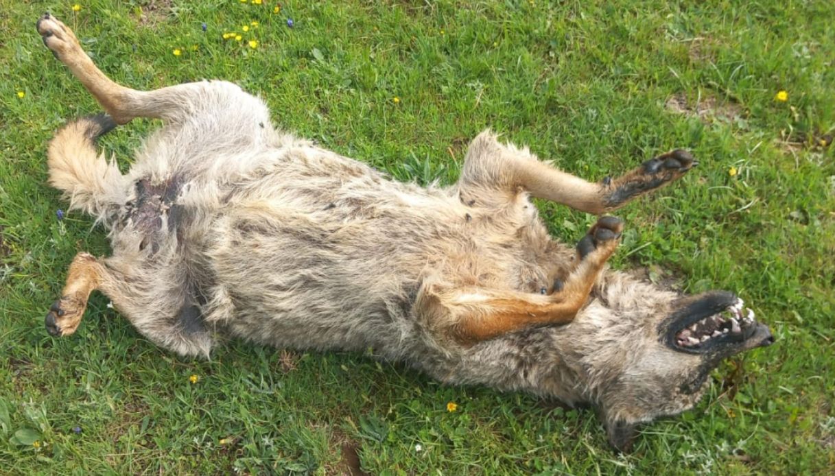 Lupi, grifoni e corvi morti avvelenati nel Parco Nazionale d’Abruzzo