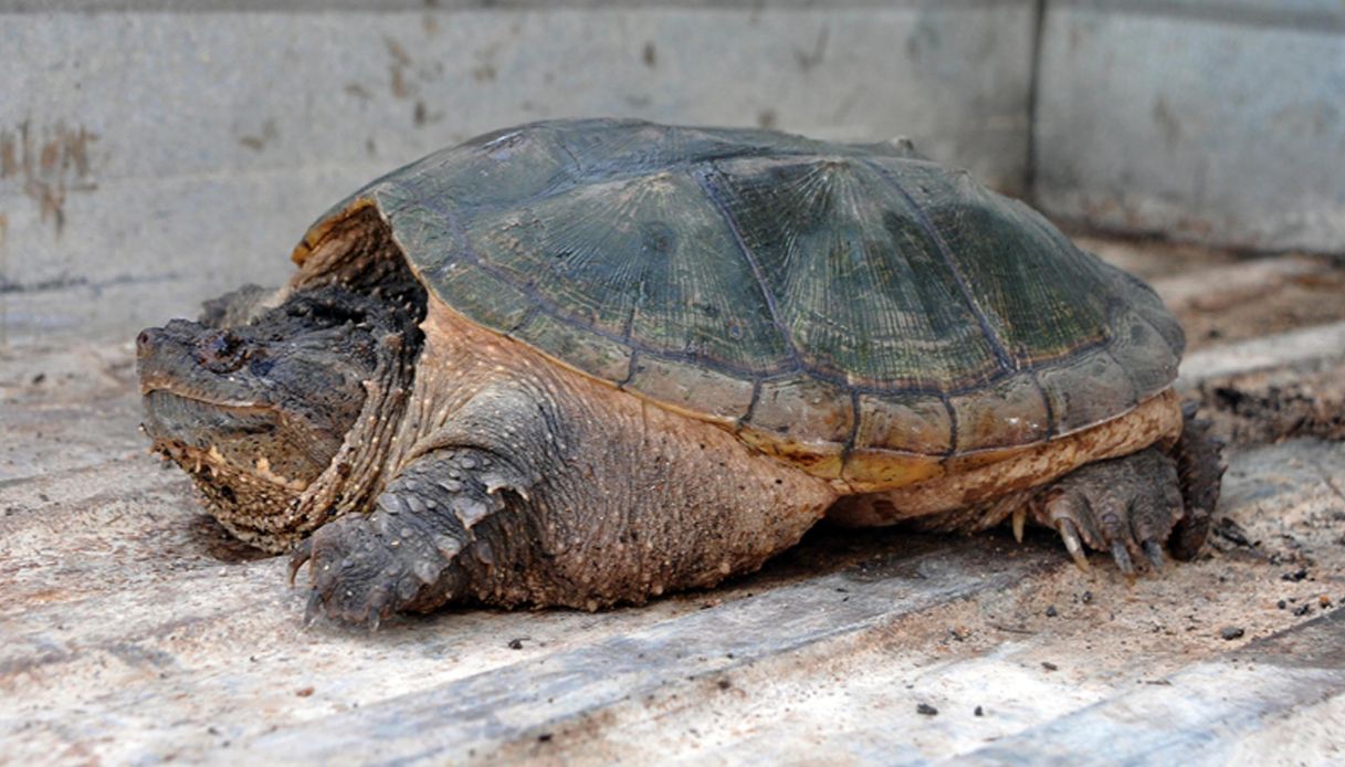 Colonia di tartarughe azzannatrici a Roma: quali sono i pericoli per l’uomo