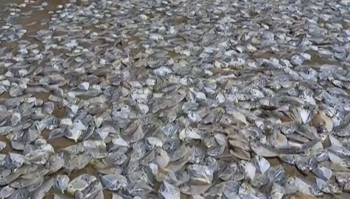 Migliaia di pesci morti