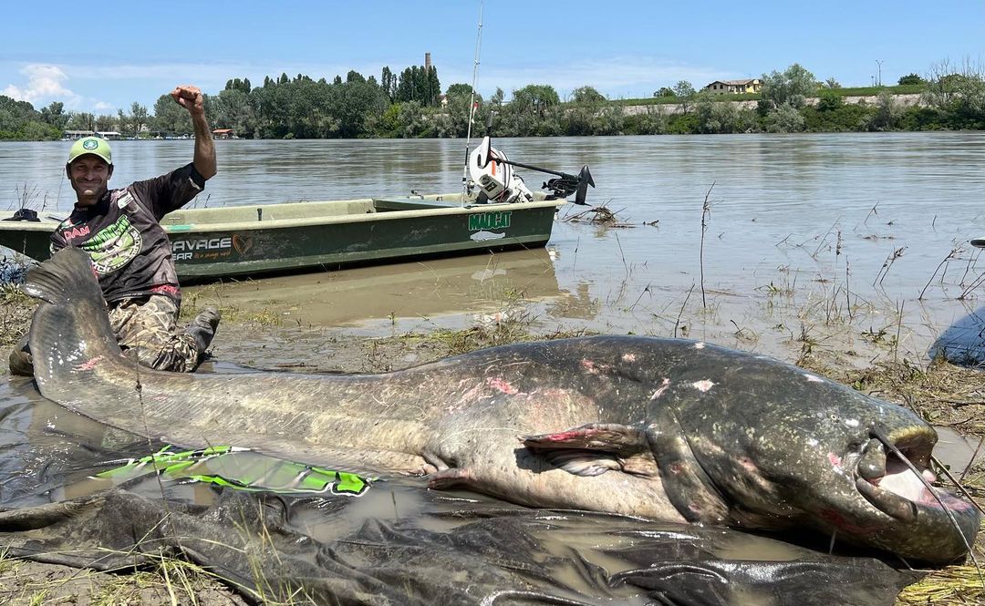 Cattura nel Po il pesce siluro più lungo del mondo: intervista allo sportivo dei record Alessandro Biancardi