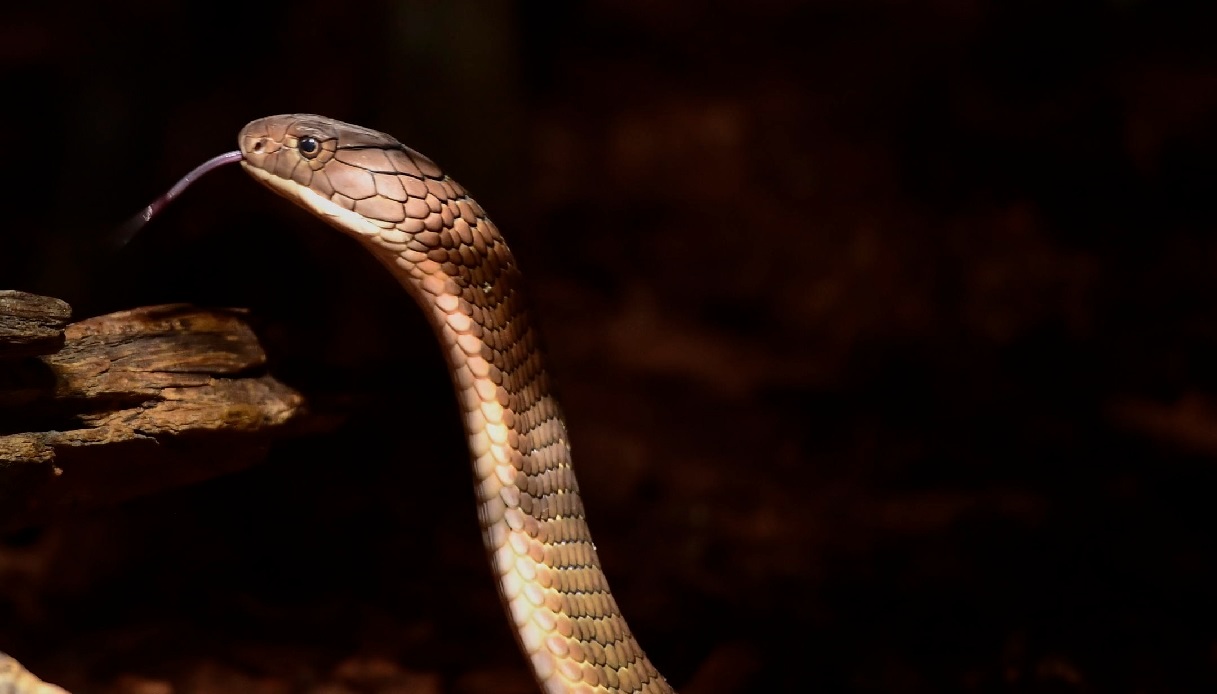 Roma, spavento per un serpente.