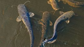 Il pesce siluro sta distruggendo la fauna del Po: maxi investimento di Regione Lombardia per contenerlo