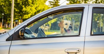 Muore cane dimenticato in auto