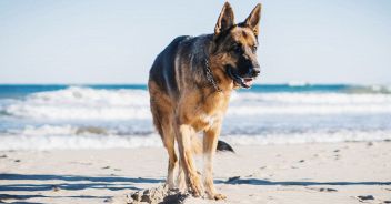 Si addormenta sul materassino e viene salvata dal cane
