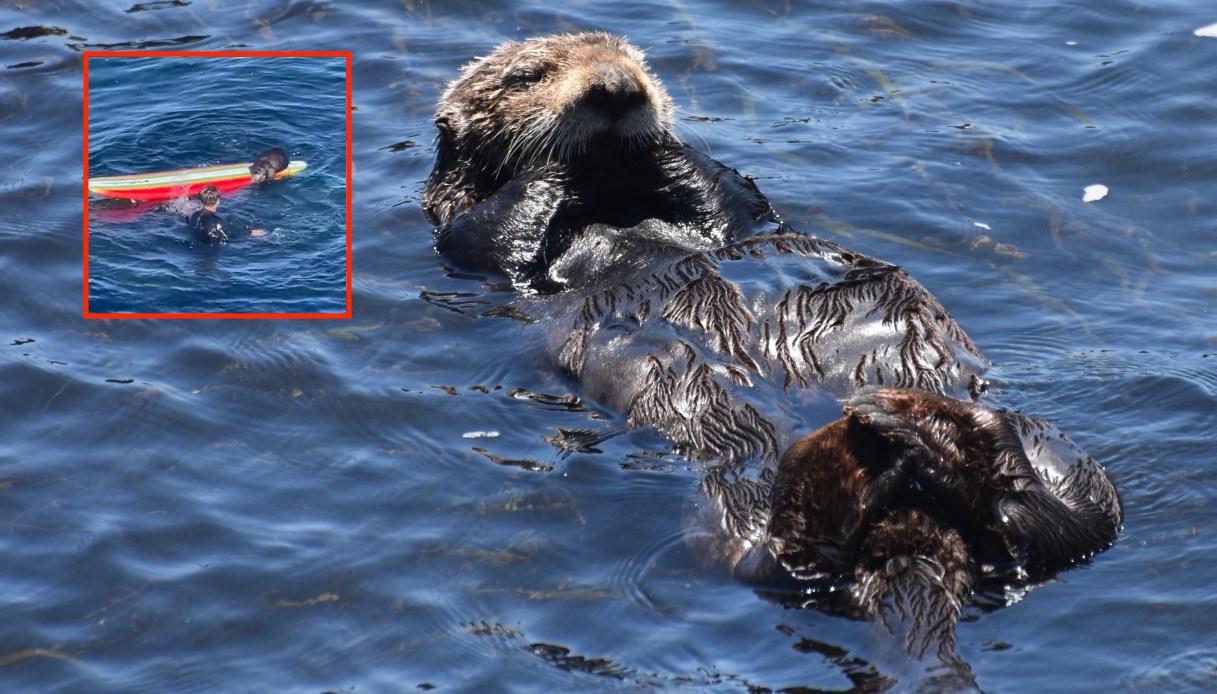 Il video della lontra di mare che aggredisce surfista in