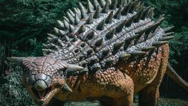 Orme di dinosauri scoperte per caso sugli scogli a Bari: trovate da Vincenzo Colonna, geologo di 88 anni