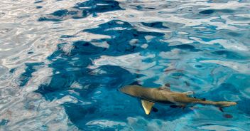 Squalo avvistato a Villasimius, in Sardegna: nuotava vicinissimo alla riva