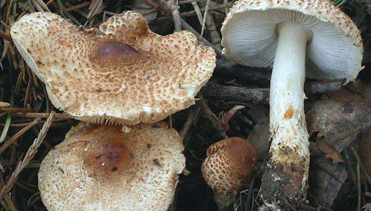 Pranzo in famiglia con funghi velenosi, tre morti e una persona grave in Australia