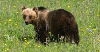 Orso irrompe tra le tende, 15 scout in fuga in Abruzzo