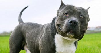 american-bully