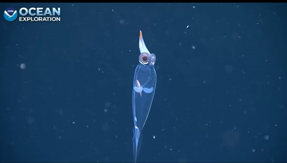 Calamaro di vetro avvistato a 700 metri di profondità: il video di uno degli animali più trasparenti in natura