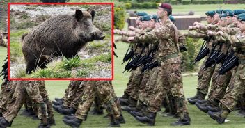Esercito contro i cinghiali