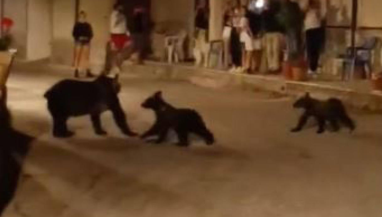 orsa amarena cuccioli morta