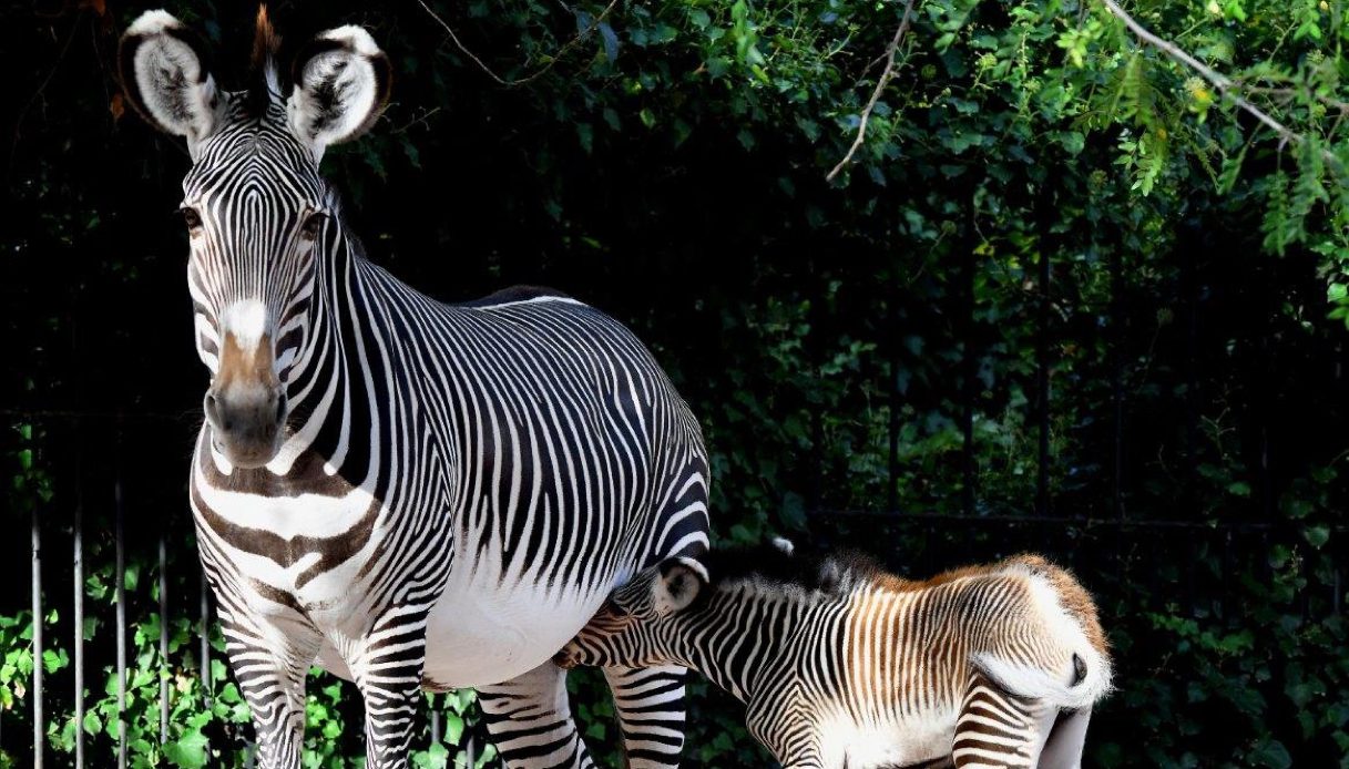 Zebra Bioparco