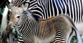 zebra-grevy