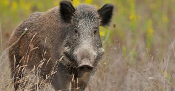 cinghiale-milano-darsena-catturato-naviglio